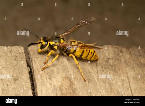 German wasp, European wasp or German yellowjacket (lat. Vespula ...