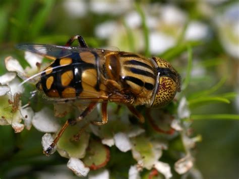 Native Drone Fly (Eristalinus punctulatus)