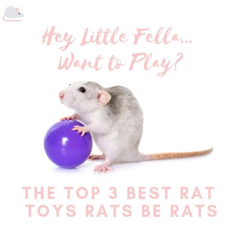 Best Rat Toys | Rat toys, Pet rat cages, Rats