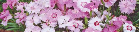 Dianthus Seeds – West Coast Seeds