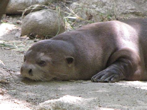 Giant Otter - ZooChat