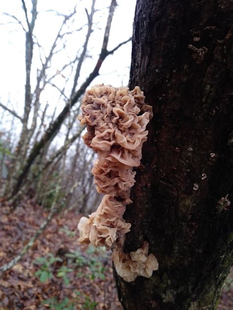 Unkown jelly fungi? Help IDing please - Identifying Mushrooms - Wild ...