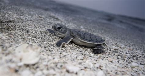 Sea turtles hatch on the beaches of Florida