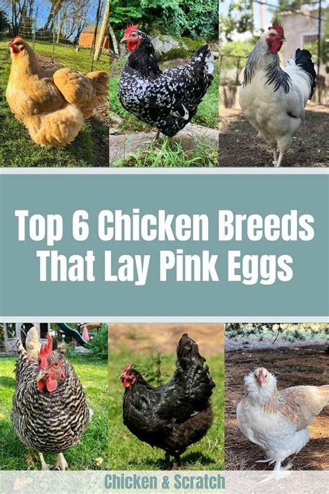 6 Chicken Breeds That Lay Pink Eggs (with Pictures)