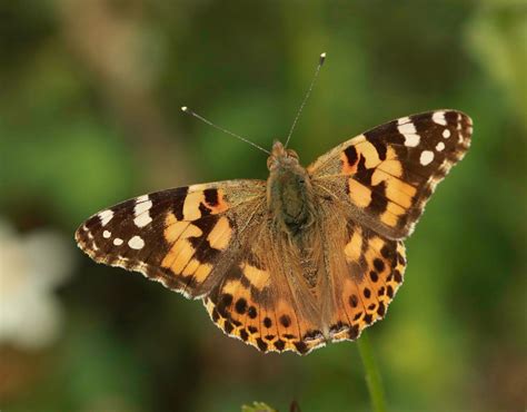 Butterflies of Vietnam: 248. Vanessa cardui cardui (The Painted Lady)