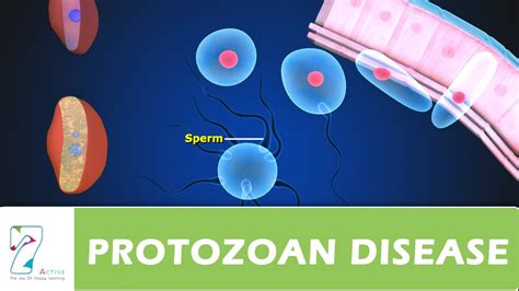 PROTOZOAN DISEASE PART 02 - YouTube