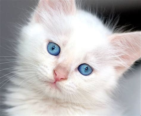 I want this kitten! | White cats, Cute cats, Beautiful cats