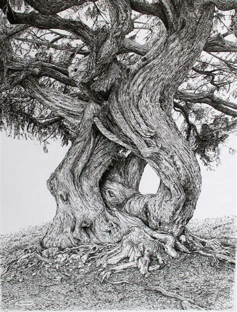 sarah woolfelden.. | Ink pen drawings, Tree drawing, Ink drawing