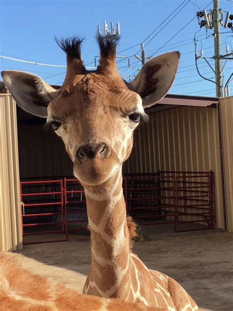 Mattress Mack and Linda McIngvale’s monkeys have new animal friends - Houston Chronicle