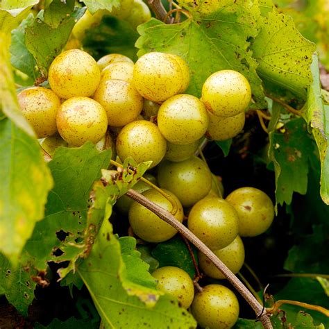 Carlos Muscadine Grape Vines for Sale | FastGrowingTrees.com