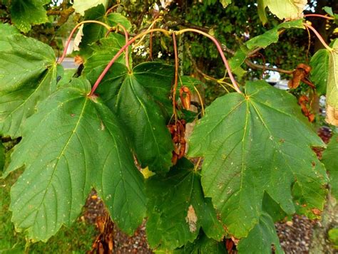 british sycamore tree - Google Search | Sycamore tree, Plant leaves, Plants