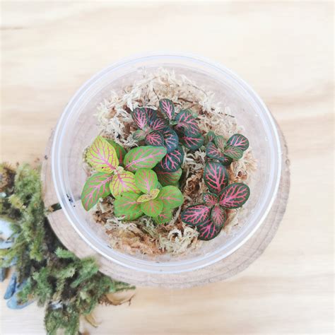 Terrarium plants - Fittonia Varieties — Jungle Botanics