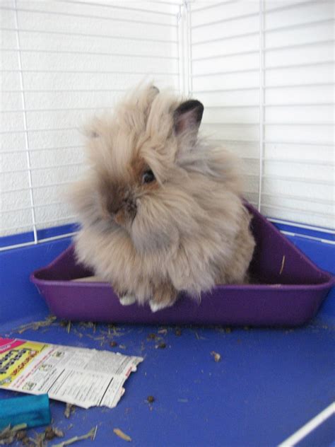 File:Lionhead rabbit.jpg - Wikipedia