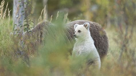 Not a polar bear! White brown bear cub spotted in Finland - CGTN