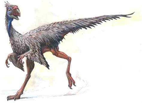 Caudipteryx | Dinopedia | Fandom powered by Wikia