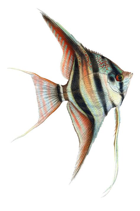 Colorful Angelfish Illustration