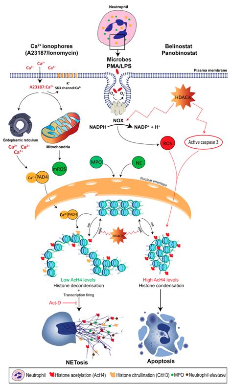 Biomolecules | Free Full-Text | Post-Translational Modifications in ...