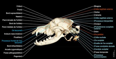 Tête du chien (TDM) : anatomie normale | vet-Anatomy