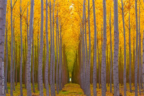 Tree Tunnel - Golden Yellow Autumn Colors in Forest Stock Photo | Adobe Stock