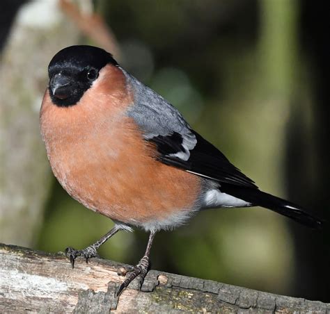 Eurasian Bullfinch by Chris Nicholls - BirdGuides