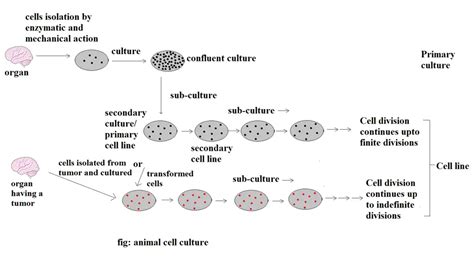 Animal Cell Culture: Types, Applications • Microbe Online