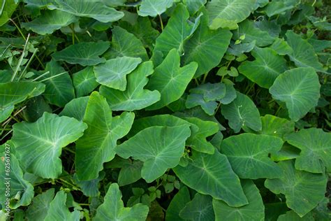 Taro leaf in the garden, Taro leaves background, Colocasia esculenta Stock Photo | Adobe Stock