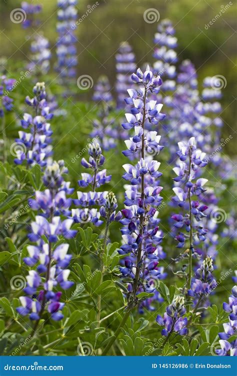 Purple and White Lupine Wildflowers Close Up Side Angle in California Stock Photo - Image of ...