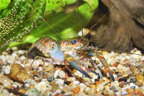 Colorful Australian blue crayfish - cherax quadricarinatus in aquarium Royalty-Free Stock Image ...