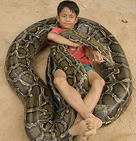 Invasive Species: Burmese Python