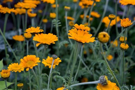 Family Asteraceae - BBC Gardeners World Magazine - 4