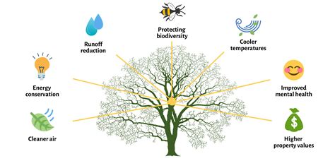 Benefits of Trees — Nashville Tree Foundation