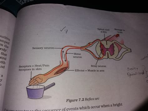 Define reflex arc. give a flow chart of a spinal reflex arc - Brainly.in