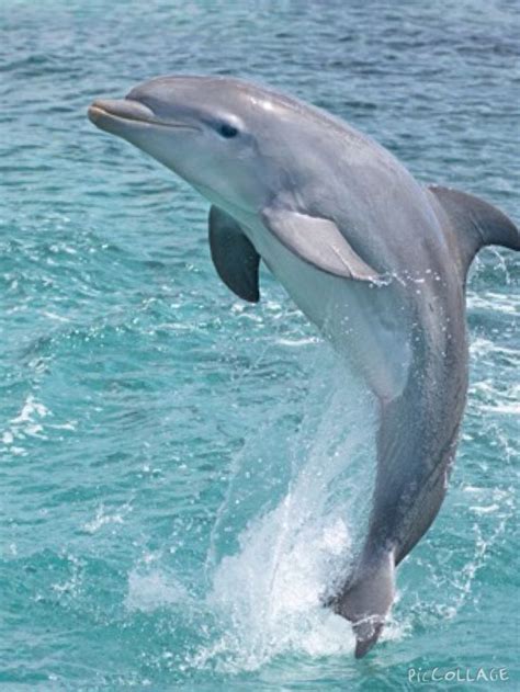 A baby dolphin soaring out of the water | Marine animals, Baby dolphins ...