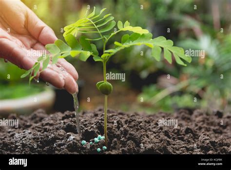 Pouring a young plant from watering can. Gardening and watering plants ...