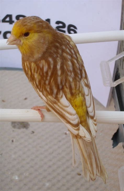 CANARI PHAEO MOSAIQUE JAUNE-CANARY PHAEO YELLOW MOSAIC