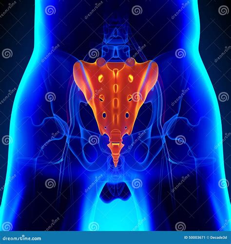 Anatomy Of The Coccyx Bone, Showcasing Its Intricate Details And Features, 3D Illustration ...