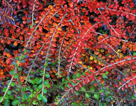 Fall-colored leaves of cotoneaster plant - ZWZ Picture