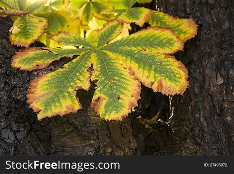 490+ Chestnut leaf Free Stock Photos - StockFreeImages