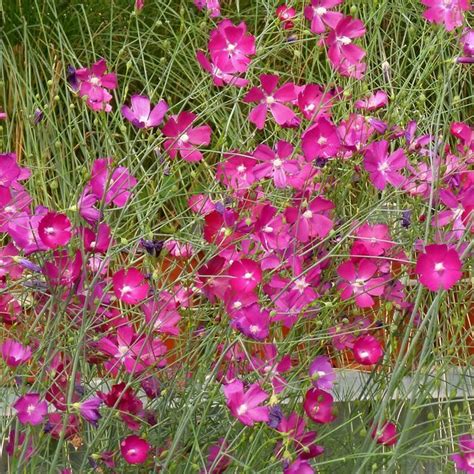 Standing Winecups | Callirhoe digitata | Fringed Poppy Mallow | High ...