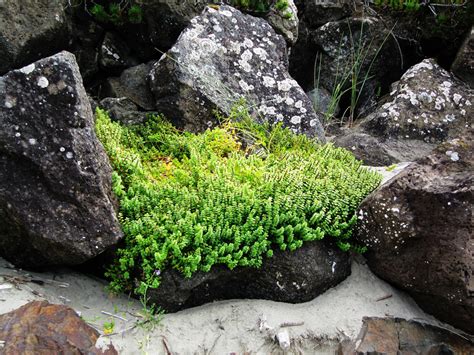 Beach Plants -- Sept 2009 by pricecw-stock on DeviantArt