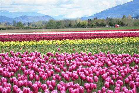 Dazzled by the Tulips at Roozengaarde – Cats and Trails and Garden Tales