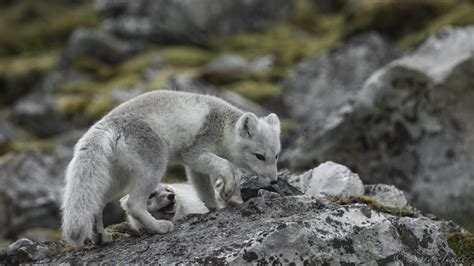 Polarfuchs | Fakten, Bilder & mehr über Polarfuchs