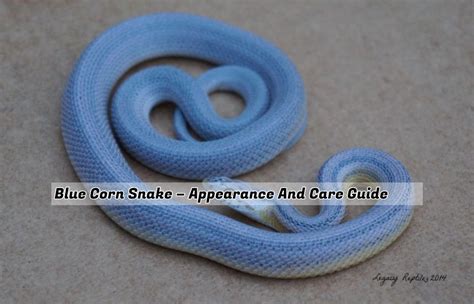 Blue Corn Snake – Appearance And Care Guide - Allure Fashion