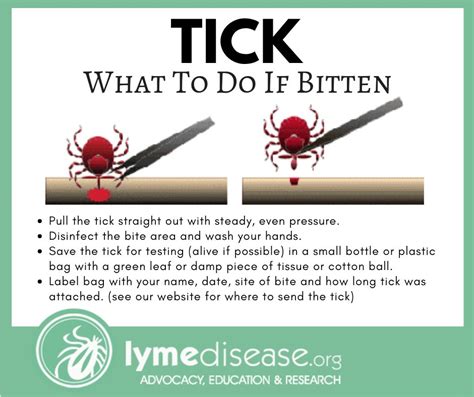 Tick Bite Rash Treatment: Comprehensive Guide to Managing Lyme Disease