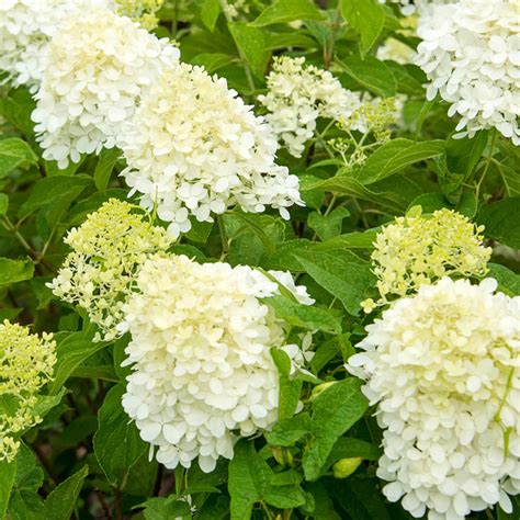 Limelight Hydrangea | Flowering Shrubs from Gurney's