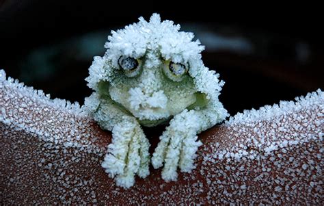 Some frogs produce an antifreeze in their bodies and can remain in a ...