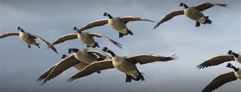 Decoys For Spring Snow Goose Hunting - South Dakota