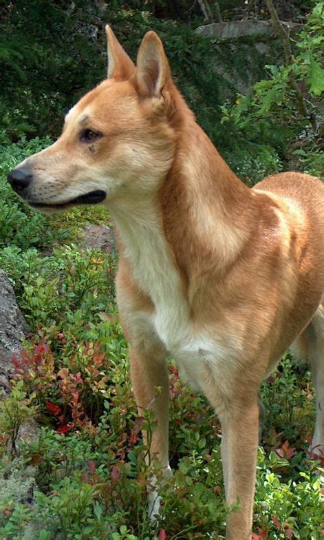 Carolina Dog | Canaan dog, American dog, Carolina dog