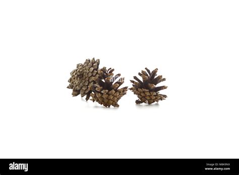 a fir cones isolated on white background Stock Photo - Alamy