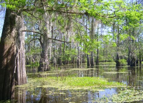 Louisiana Cajun Country: What to See and Do in Lafourche Parish